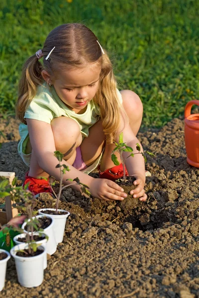 Dziewczynka sadzenia sadzonki — Zdjęcie stockowe