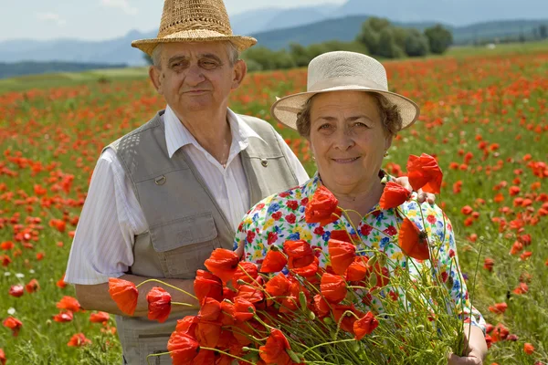 Старшая пара собирает цветы на маковом поле — стоковое фото