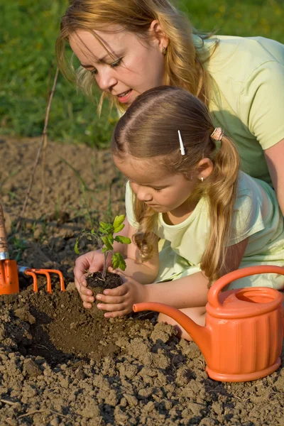 Planting a tomato seedling in the garden — Stock Photo, Image