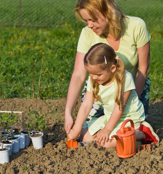 Planting seedlings in spring time — Stock Photo, Image