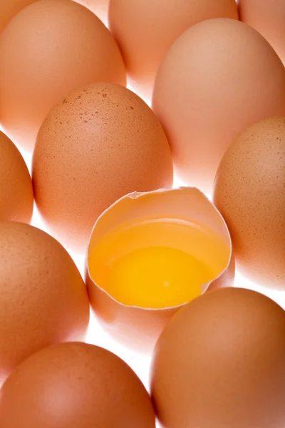 Ägg - underlit — Stockfoto