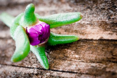 Tomurcuk çiçek tablo üzerinde