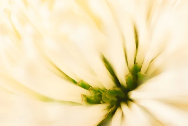 Pétalos de crisantemo — Foto de Stock