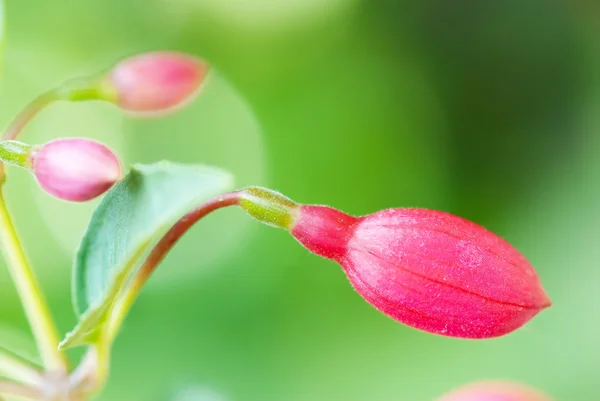 Flower fuchsia — Stock Photo, Image