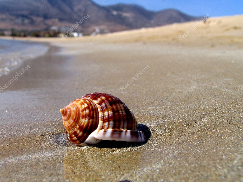 Shellfish on a beach — Stock Photo © Daliadalia 6645023