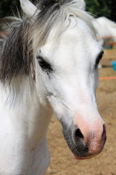 Porträt eines weißen Ponys — Stockfoto