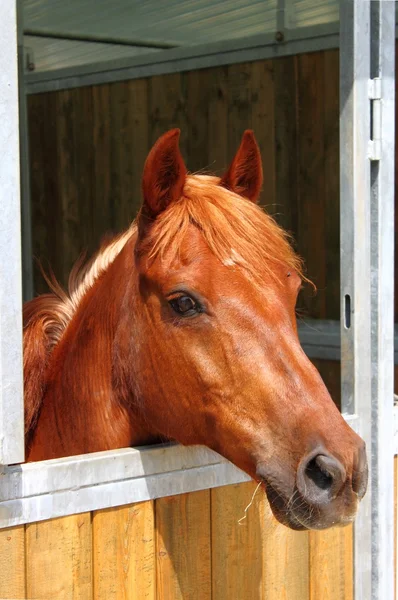 Kůň ve stáji — Stock fotografie