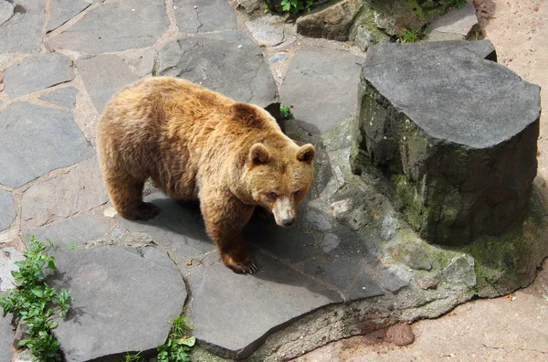 Orso bruno in uno zoo — Foto Stock