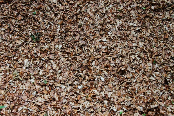 Dry leaves on ground — Stock Photo, Image