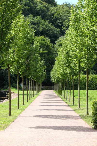 Pathway between the trees — Stock Photo, Image