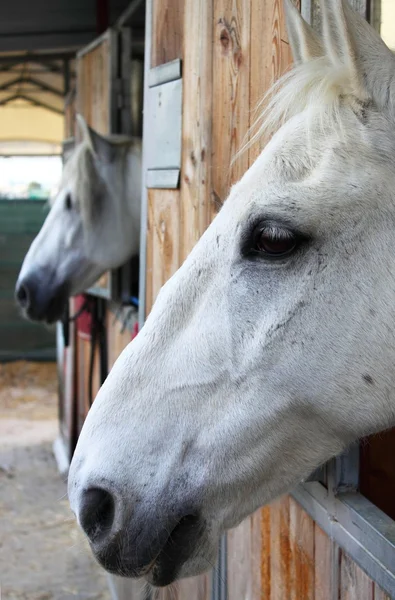 Paarden in stallen — Stockfoto