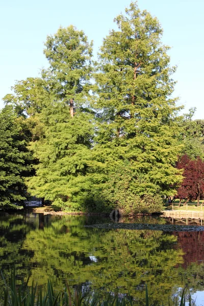 Δέντρα κατοπτρισμός σε μια λίμνη — Φωτογραφία Αρχείου