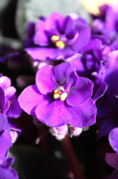 Fiolette blomster – stockfoto
