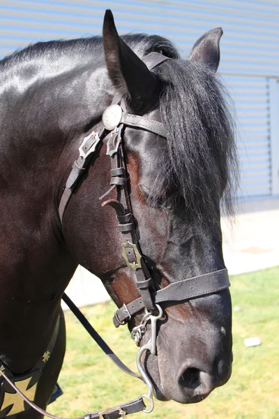 Portret van een zwart paard — Stockfoto