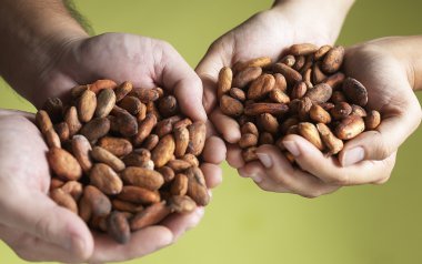 Cocoa Beans clipart