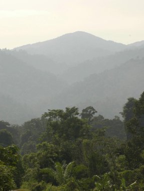Rainforest mountain view bukit tebu, terengganu adlı