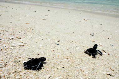 Baby turtles in Terengganu Malaysia clipart