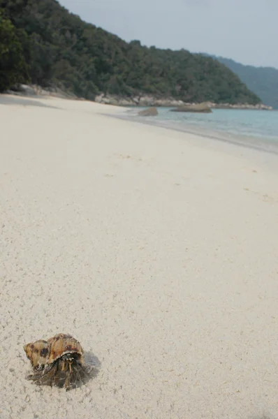 Conchiglia di lumaca sulla spiaggia Tanjung Basi — Foto Stock
