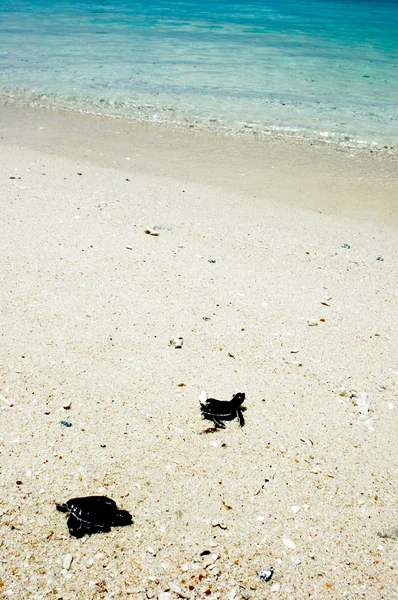 Tartarugas bebés fazem o seu caminho para a água Imagens Royalty-Free