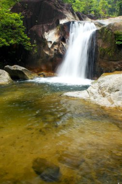 Rainforest şelale