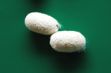 Two Silk Cocoons clipart