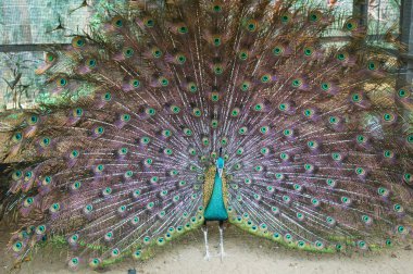 Beautiful Peacock at Bird Farm clipart