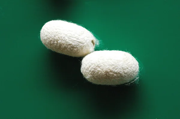 Stock image Two Silk Cocoons