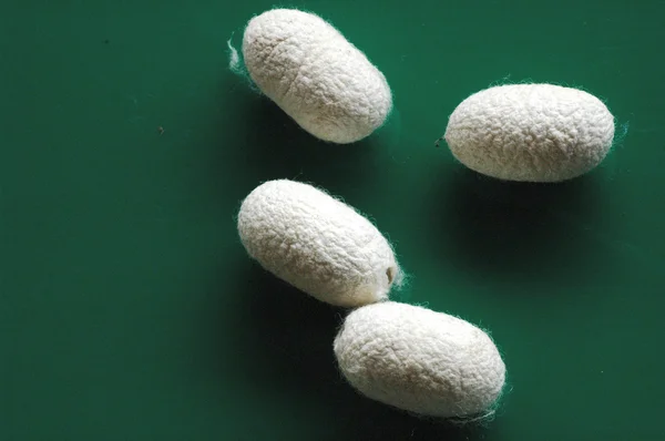 White Silk Cocoons — Stock Photo, Image
