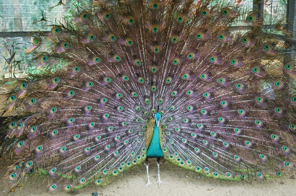 stock image Beautiful Peacock at Bird Farm