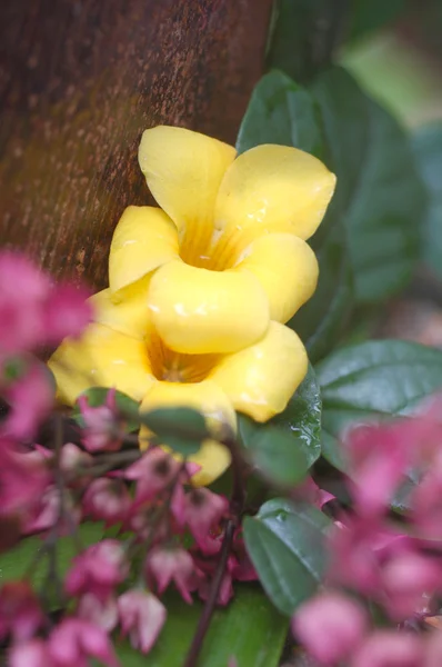 Малайзийский цветок — стоковое фото