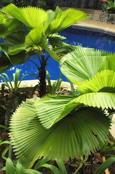 Planta na piscina — Fotografia de Stock