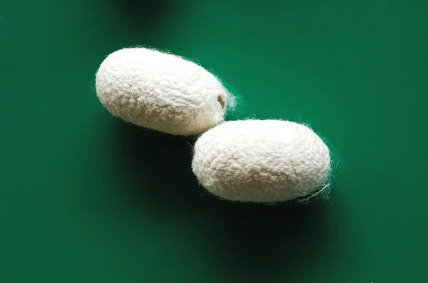 Two Silk Cocoons Stock Photo