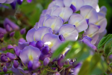 Wisteria (yakın çekim)