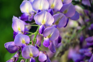 Wisteria (close-up) clipart