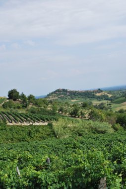 vitis vinifera - asti - Torino - İtalya