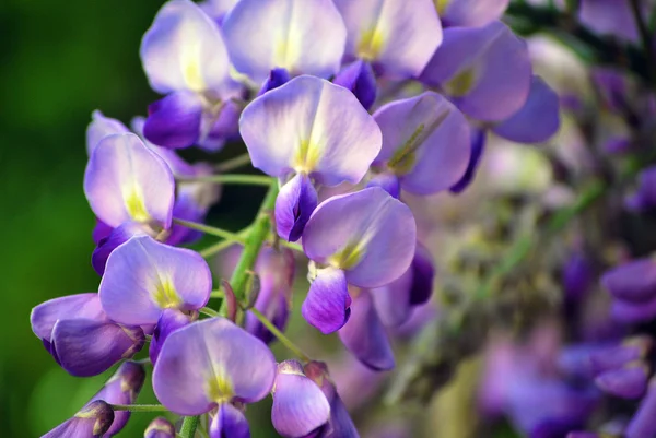 Wisteria (yakın çekim)