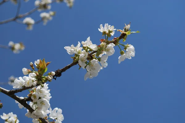 stock image Peach Flowers