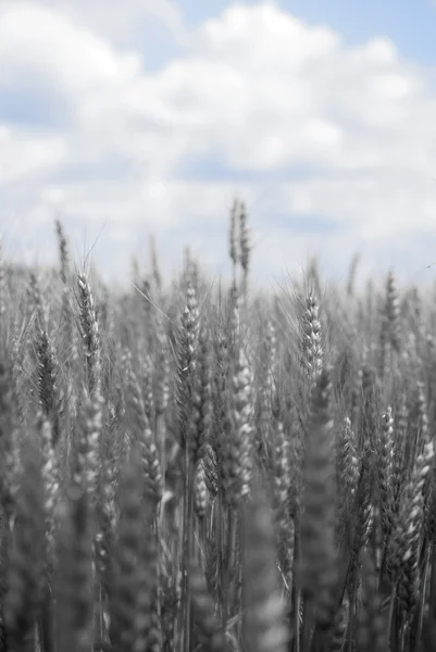 Зерно — стокове фото