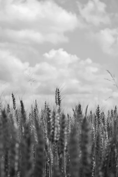 Зерно — стокове фото