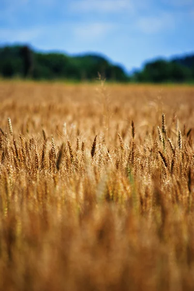 Yellow Grain — Stock Photo, Image