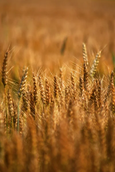 Yellow Grain — Stock Photo, Image