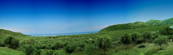 Mattinata оливкова - Апулії - Gargano - Італія Ліцензійні Стокові Зображення