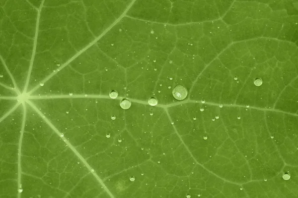Zelený list s vodními kapkami — Stock fotografie