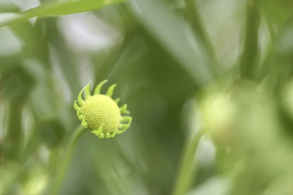 Flower bud, green background — Stock Photo, Image