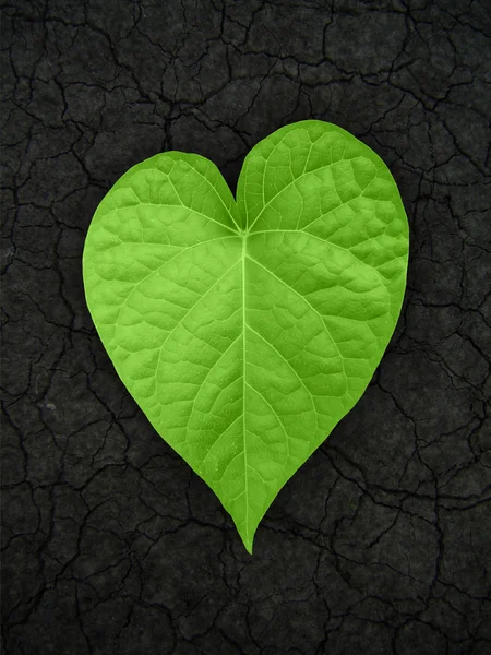 stock image Heart shaped leaf on cracked soil