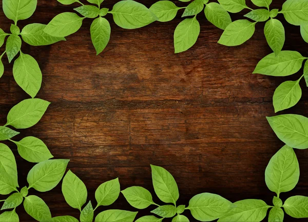 Latar belakang kayu lama dengan bingkai bunga hijau — Stok Foto
