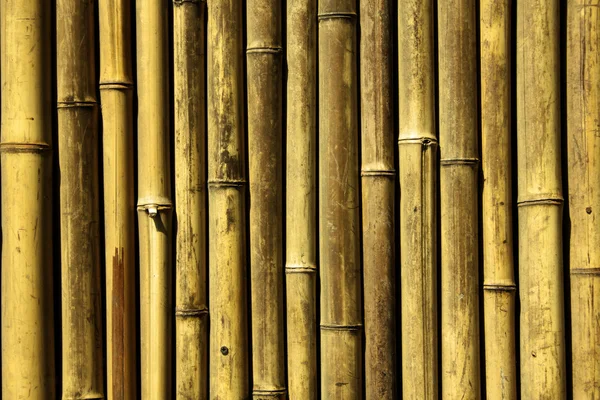 stock image Bamboo background