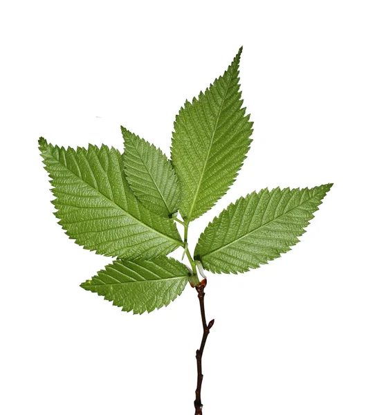 Vereinzelte grüne Blätter — Stockfoto