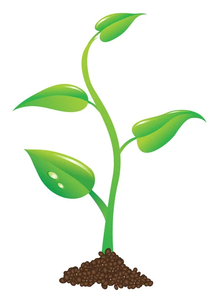 Young plant illustration — Stock Photo, Image