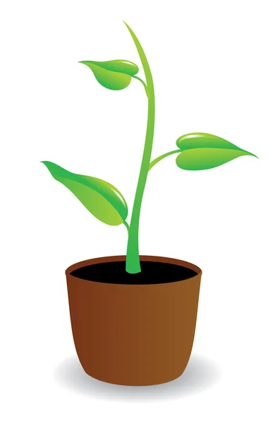Una planta en maceta que comienza a crecer . —  Fotos de Stock